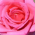 Roze - Floribunda roos - Chic Parisien